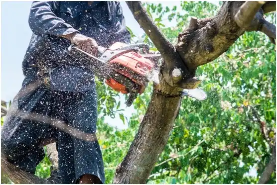 tree services Inkerman